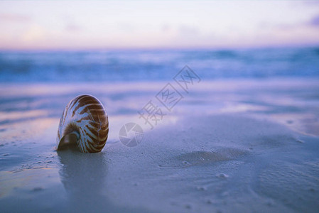 纳图卢斯海壳在沙滩上以微妙的蓝图片