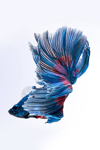 蓝红暹罗斗鱼白色背景中孤立的斗鱼图片