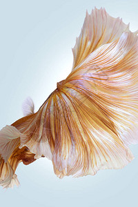 黄西雅米鱼白底贝塔鱼和灰底背景图片