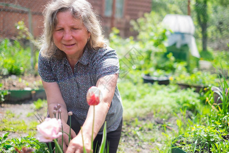 快乐的高级白种女人与夏天花园盛开的花朵一起工作农图片