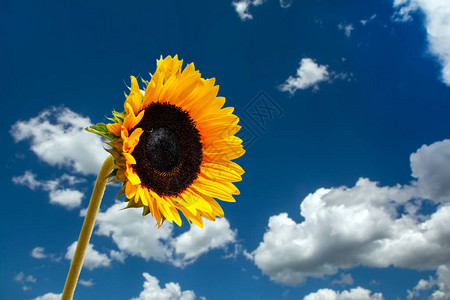 美丽的大向日葵和蓝天空白云近图片