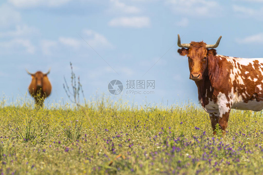 美丽的奶牛在绿草上站着角阳光下图片