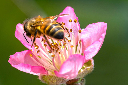 近观桃花与蜜蜂背景图片