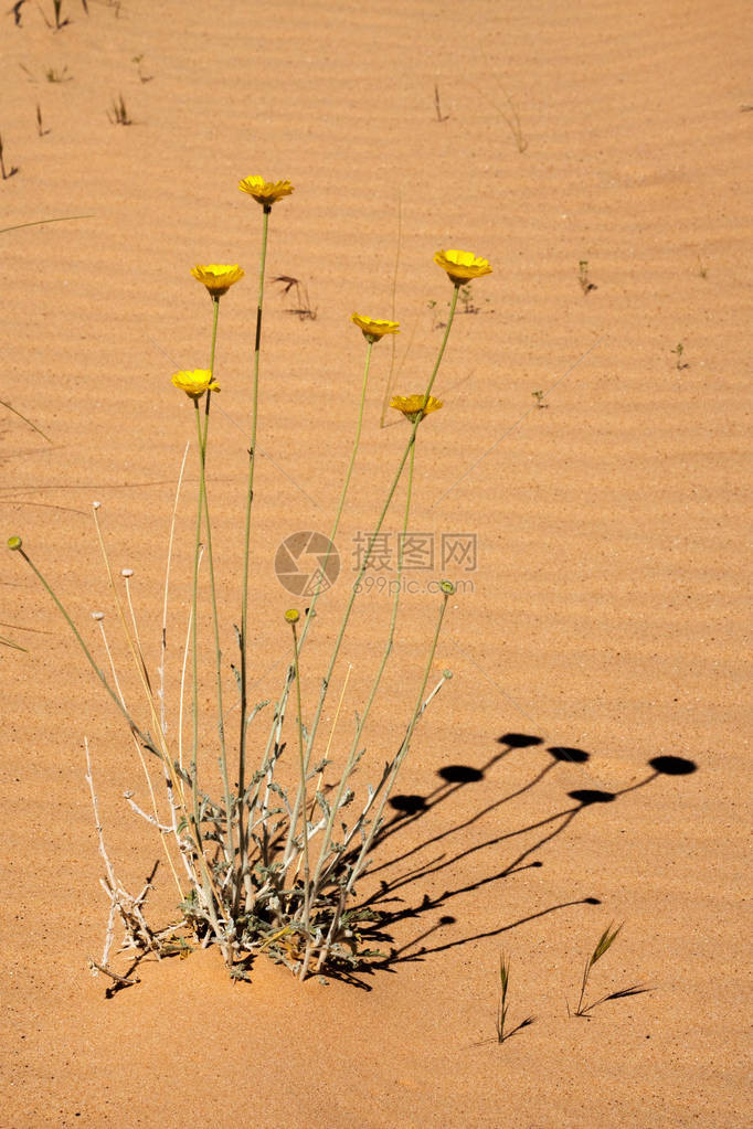莫哈维沙漠中的黄色沙漠野花图片