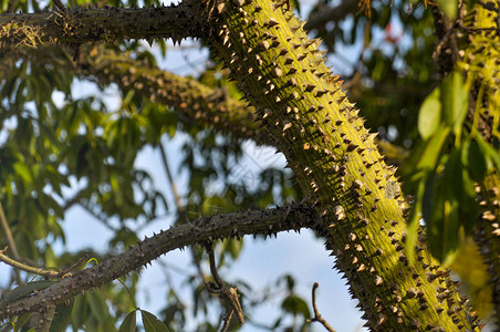 带尖刺的热带树干图片