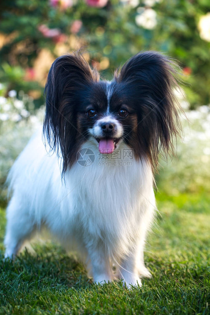 家庭宠物花园里的品种蝴蝶犬图片