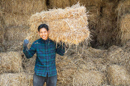 亚洲青年农民携带有机稻草在农场饲图片