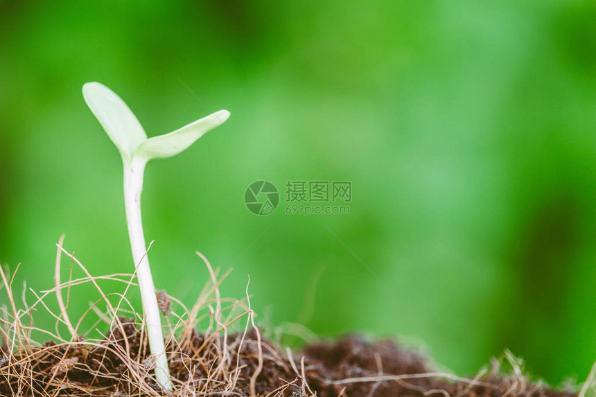 土堆上的小植物图片