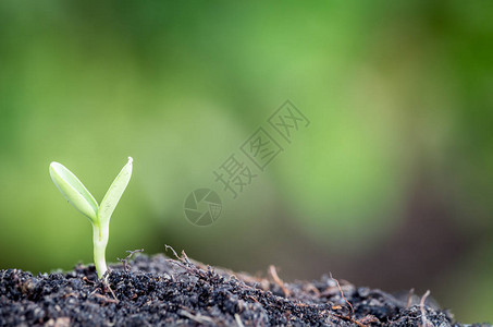 土壤种子根植于土壤中的新图片