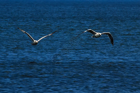 蓝天海洋和飞翔的两只海鸥自由概念图片