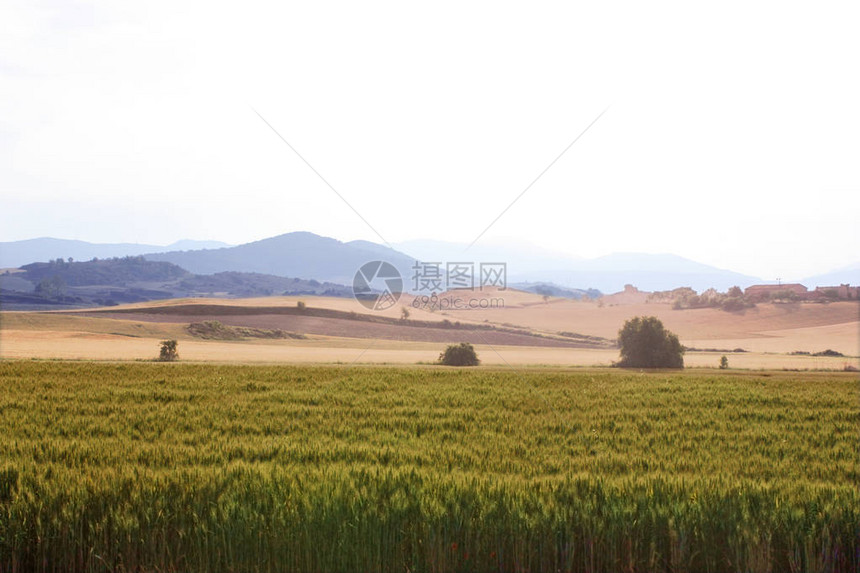 日落时的麦田和山脉图片