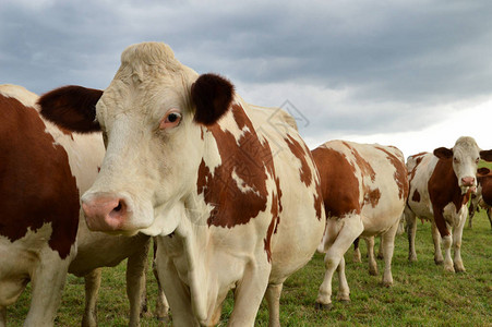牛群聚集在绿草地上蒙贝利亚尔高清图片