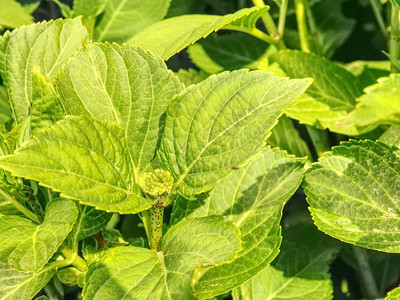 绿色的Hydrangea植物在花园中生长图片