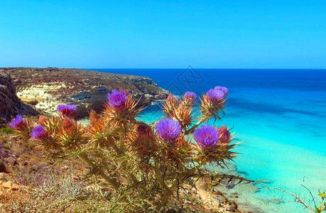 蓟花以地中海岛美丽的大海为背景图片
