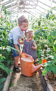 男孩帮助小妹给花园里的绿植物浇水图片