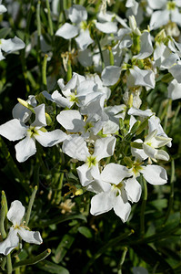 白色马蒂奥拉印加那花白花十周花紫罗兰图片