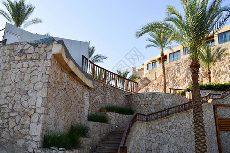 石质古老的大楼梯和美丽的热带棕榈树图片