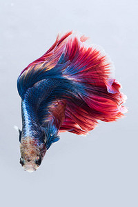 蓝红西雅米鱼白底贝塔鱼和灰底背景图片