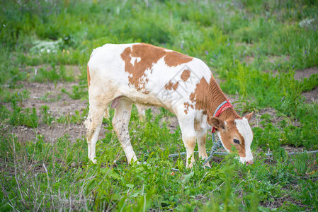 奶牛农场的年轻红牛和白牛图片