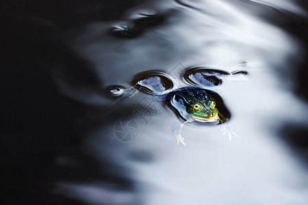 水面的水青蛙的头和眼图片
