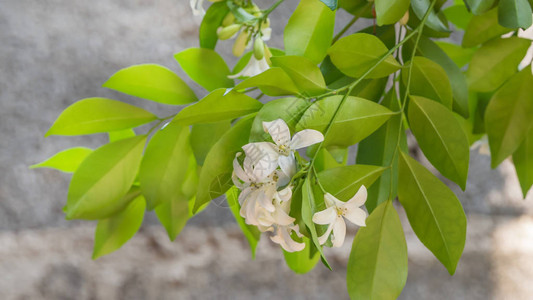 花园里的橙色茉莉花白色绿叶图片