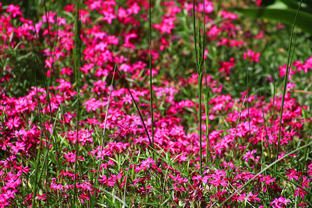 春天草丛中的粉红色花朵图片