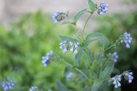 在绿色植物背景的蓝色花图片