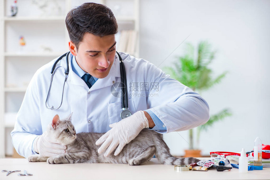 兽医在院检查病猫图片