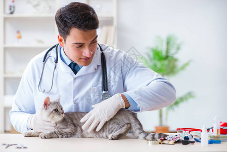 兽医在院检查病猫图片