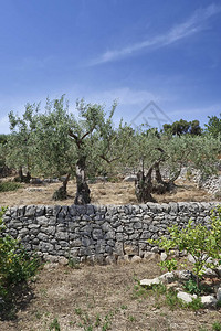 意大利西里乡村橄榄树图片