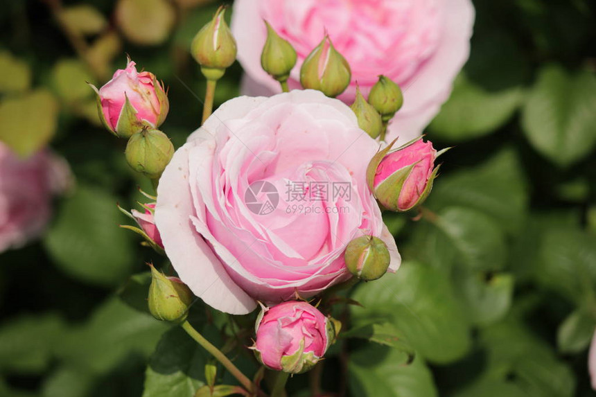 玫瑰类型叫公主克莱尔在近距离上从荷兰Boskoo图片