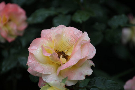 玫瑰类型叫做阿普里科特伊丽莎白女王图片