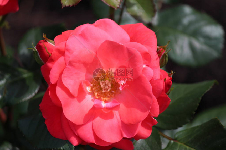 玫瑰型命名为多佛城堡特写与荷兰博斯科普图片