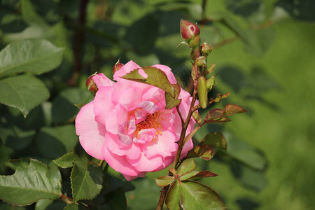 从荷兰博斯库普的玫瑰仪中分离出来的近距离封闭中的名为El图片