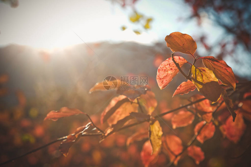 秋天的风景秋天森林里树枝上鲜艳的树叶图片