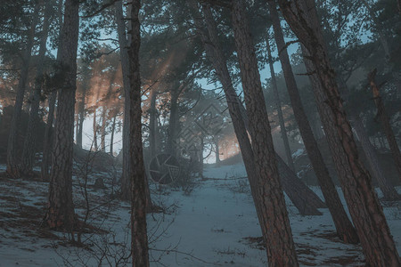 寒冷的清晨森林和山丘冬季风景在图片