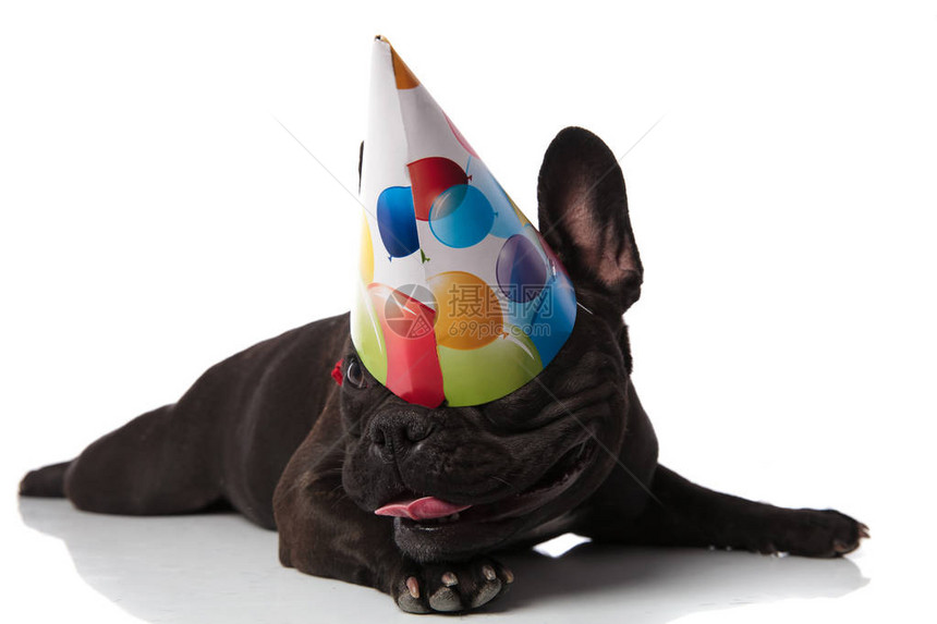 假笑着撒谎的法国斗牛犬戴着生日帽子蒙着双眼看着一边在白图片