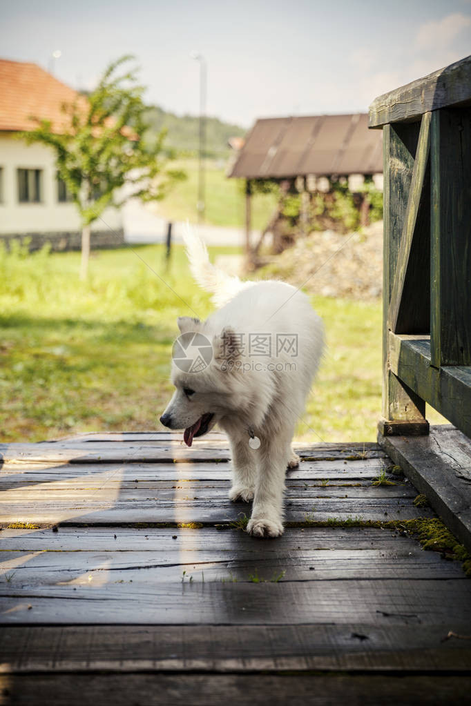 木桥上的萨摩耶犬图片