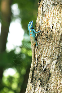 树上的蓝蜥蜴图片