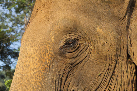 大象眼睛的特写镜头图片