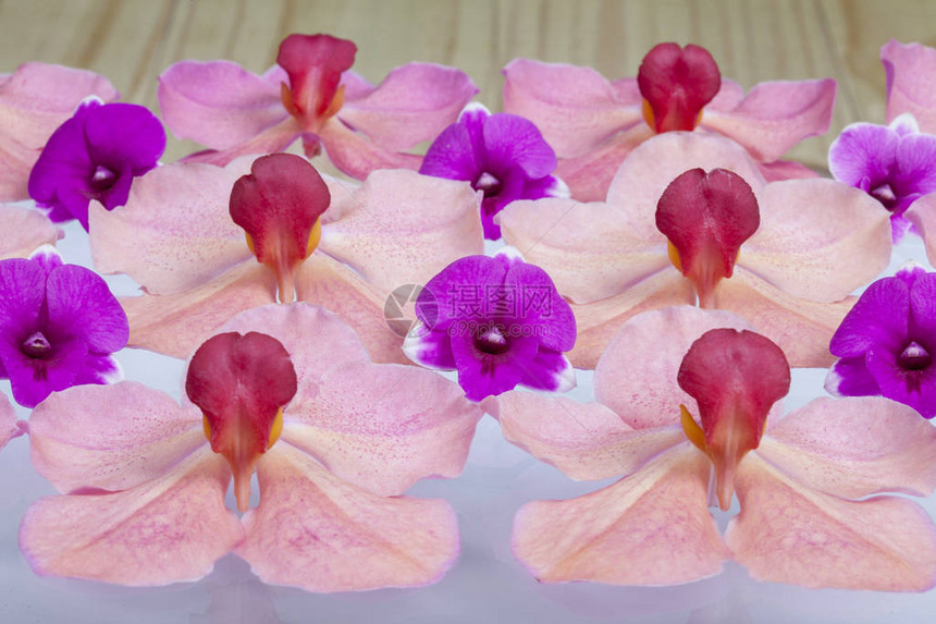 放在木地板上的粉红色兰花图片