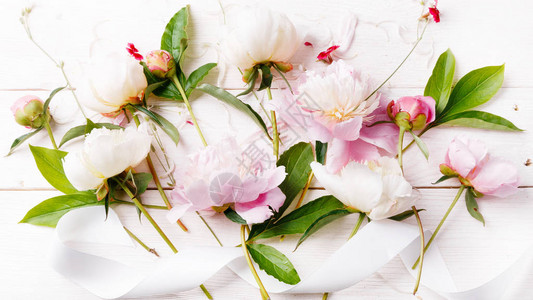 精致的白色粉红色牡丹与花瓣朵和木板上的白色丝带图片