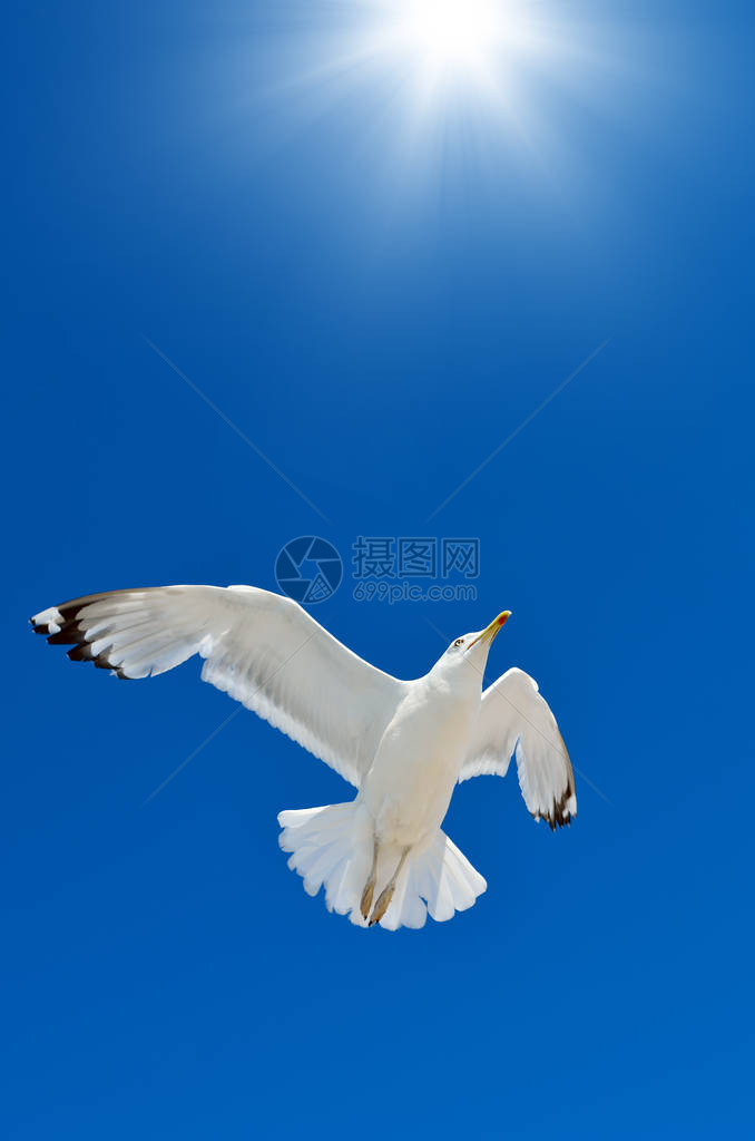 一只海鸥在蔚蓝的天空中飞翔海鸟图片