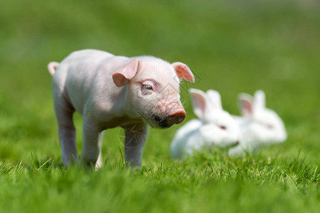新生小猪和白兔在农图片