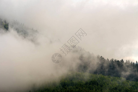 雾蒙的山林风景图片