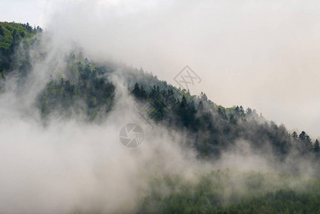 雾蒙的山林风景图片