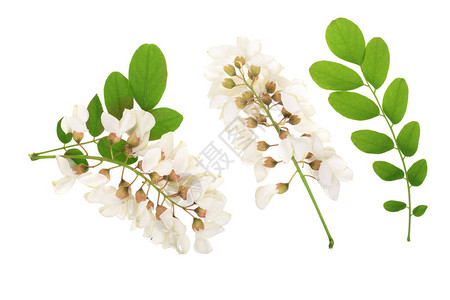 白种树叶黑蝗虫阿卡西亚花朵Robiniaprodoca背景图片