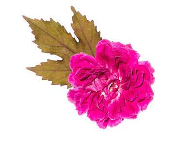 深粉色达马斯克玫瑰花朵罗图片