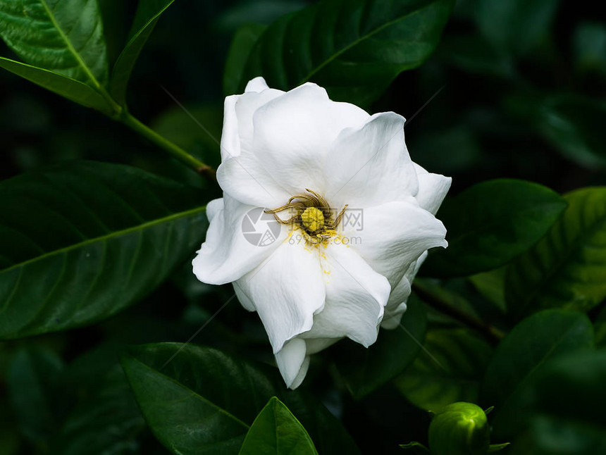 深绿色叶子中的栀子花白图片