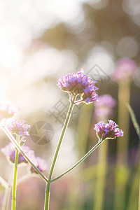 阳光下自然的紫色花朵图片